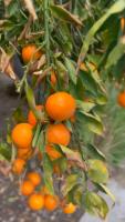Orange Trees project thumbnail