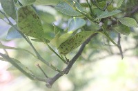 citrus leaves diseases project thumbnail