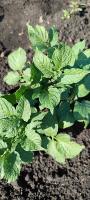 Colorado potato beetles NEW project thumbnail