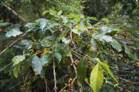 AgriMind-Coffee-Disease project thumbnail