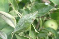 apple powdery_mildew project thumbnail