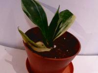 plant_age project thumbnail