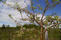 tree-flowers project thumbnail
