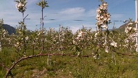 Apple_flowers project thumbnail