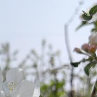 apple-flower-sahi project thumbnail