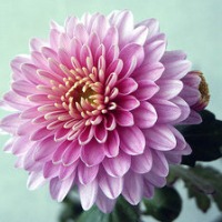 Flowers project thumbnail