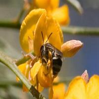 Bee-Detector project thumbnail
