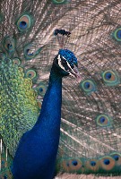 peacock project thumbnail