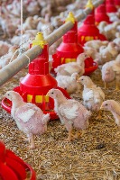 Broiler Chicken Detection project thumbnail