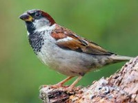 Bird classification project thumbnail