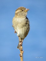 Bird feeder 2 project thumbnail