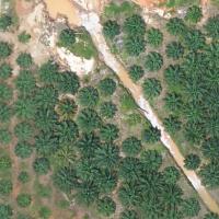 palm oil project thumbnail