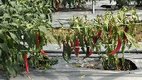 MARDI - Seri Chilli Detection project thumbnail