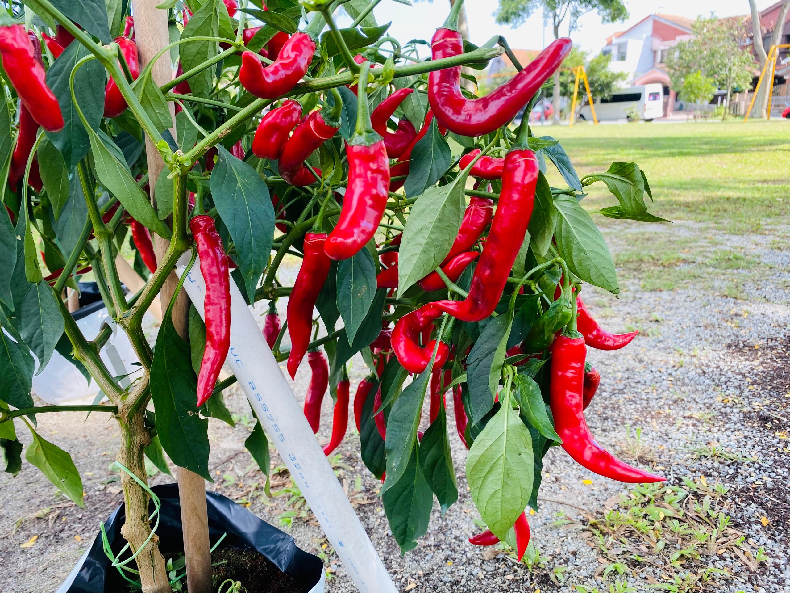 How to Use the MARDI - Seri Chilli Detection Object Detection API