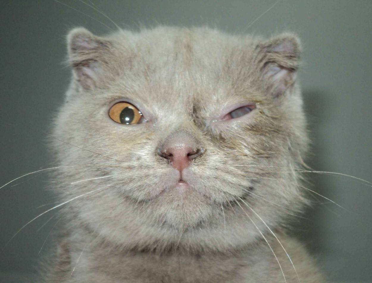 Cats Eyes Sickness Classification Object Detection Dataset by Social