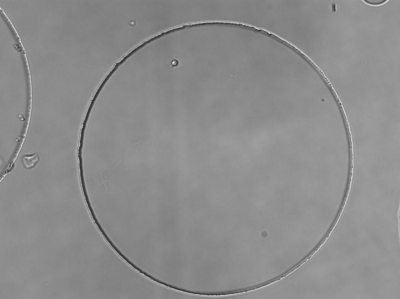 cell detection Object Detection Model by cell
