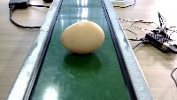 egg project thumbnail