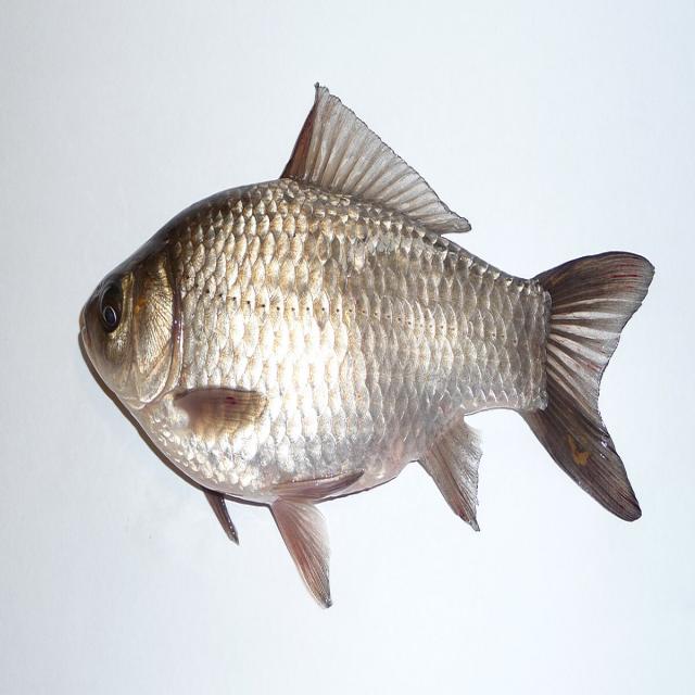 fish Object Detection Dataset by project-sl7tf