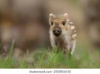 wildboar_detection project thumbnail