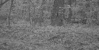 wildlife project thumbnail
