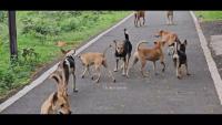 Animal Counting part 1 project thumbnail