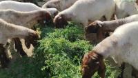 Animal Counting project thumbnail
