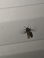 project-hornet-detection project thumbnail