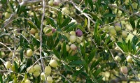olive1 project thumbnail
