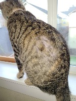 Pet Skin Disease Detection project thumbnail