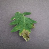 Tomato Late Blight  project thumbnail