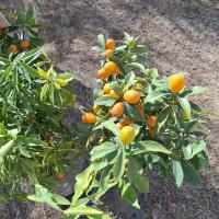 Lemon_Kumquat_Dataset project thumbnail