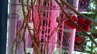 field_tomat_high_noon project thumbnail