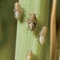 Pest Identification  project thumbnail