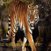 Animals project thumbnail