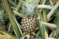 Fruits project thumbnail