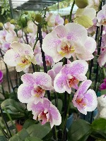 phalaenopsis project thumbnail