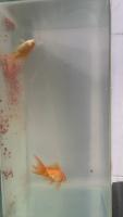 gold-fish-by-mahesh-kumar-u-2bs44 project thumbnail