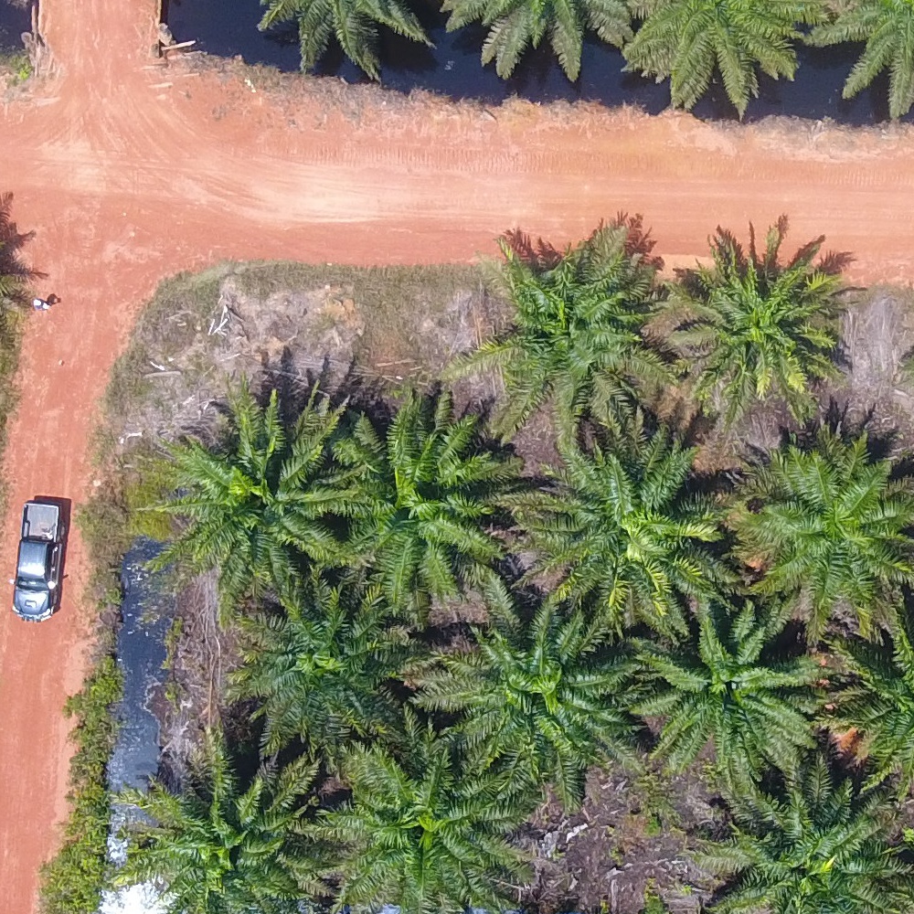 oil palm trees Object Detection Dataset by Zhaowu