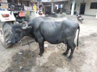 cattle_orientation project thumbnail