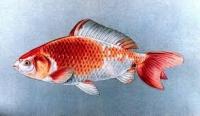 tattoo-skin-for-Pond-Fish project thumbnail