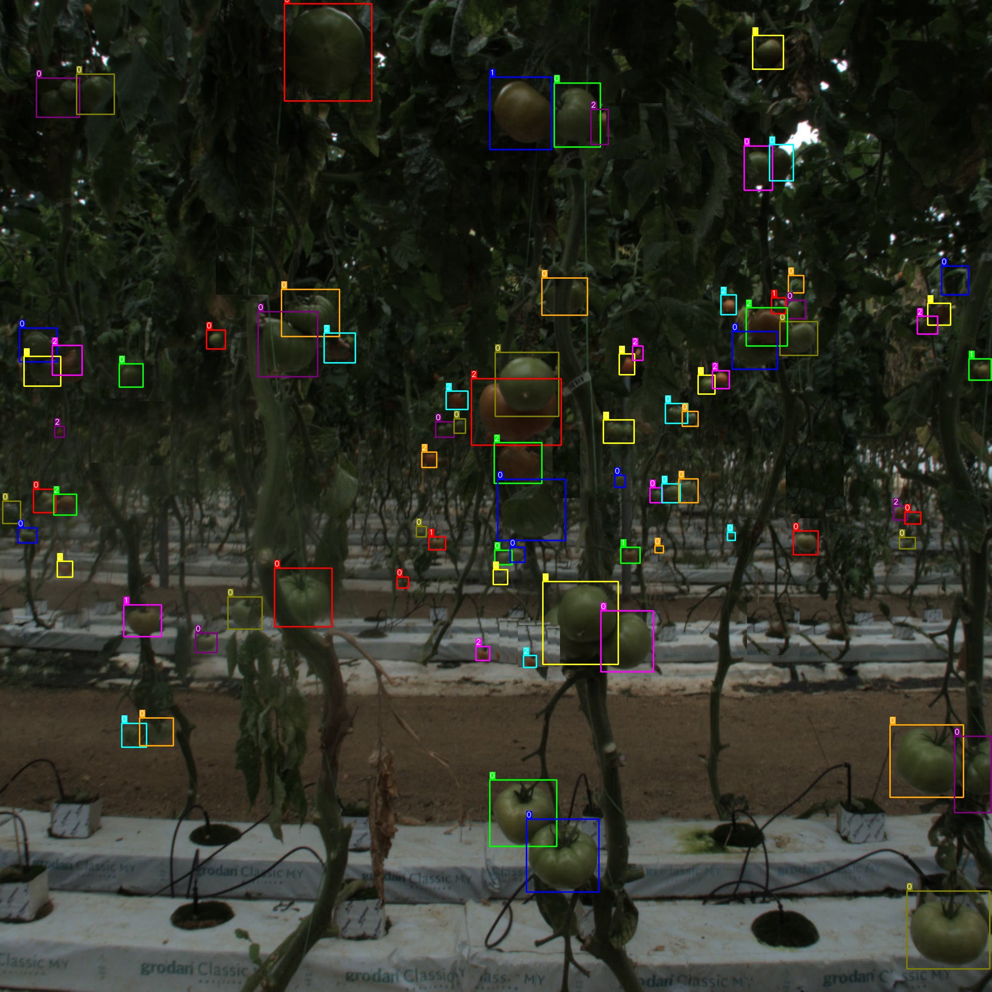 Dataset_Tomato Object Detection Dataset by baiworkspace