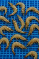 shrimp project thumbnail