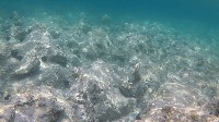 Fish AI project thumbnail