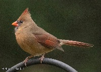 Bird Feeder project thumbnail