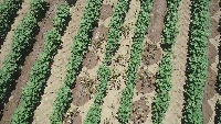 Weed detection project thumbnail