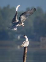 Bird_Behaviour project thumbnail