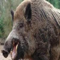 wild animals project thumbnail