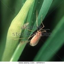 insects Object Detection Model by earthxai