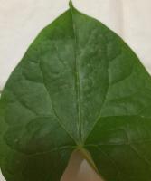 leaf project thumbnail