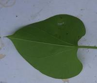 leaf test2 project thumbnail
